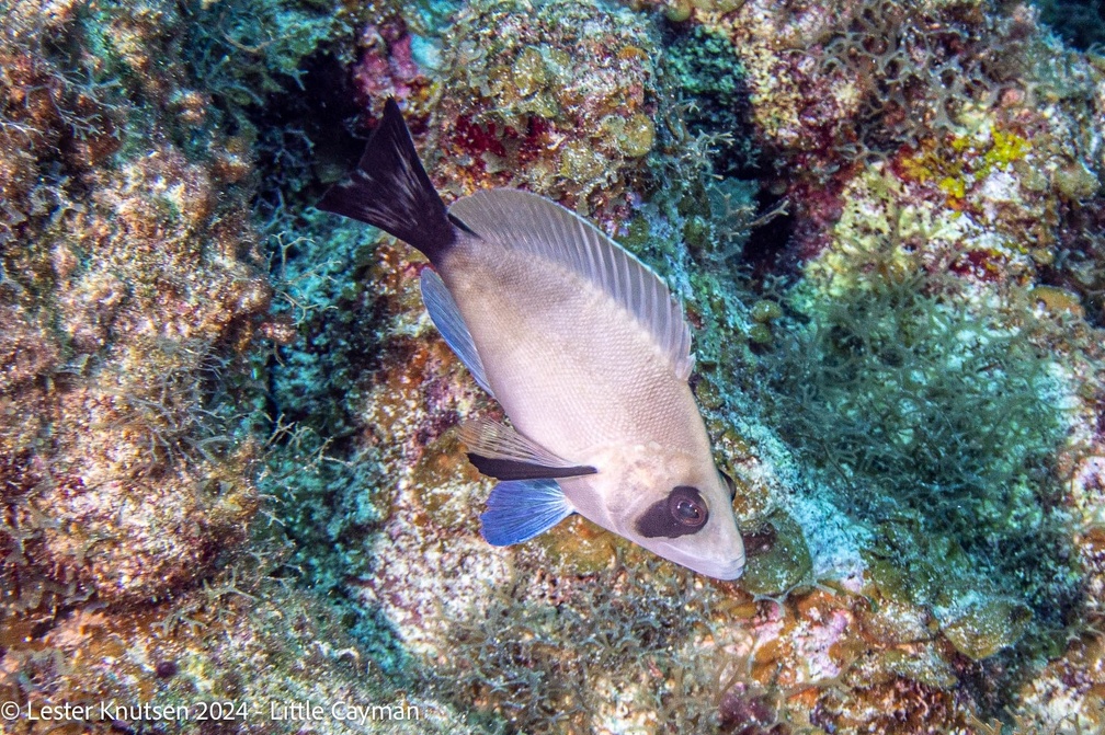 LesterKnutsen2024 LittleCayman DSC08944