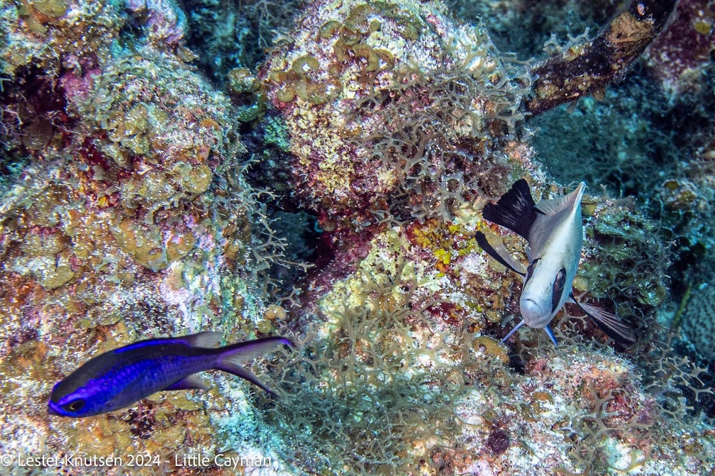 LesterKnutsen2024 LittleCayman DSC08943