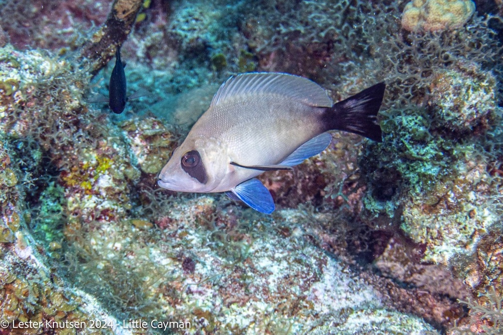 LesterKnutsen2024 LittleCayman DSC08946