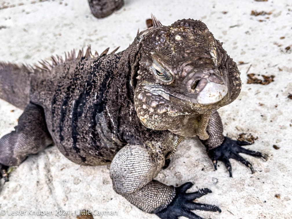 LesterKnutsen2024 LittleCayman IMG 9868 1