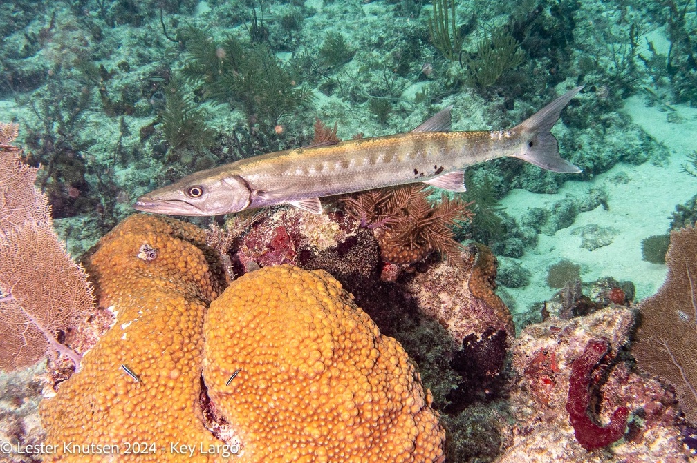 LesterKnutsen2024 KeyLargo DSC08821