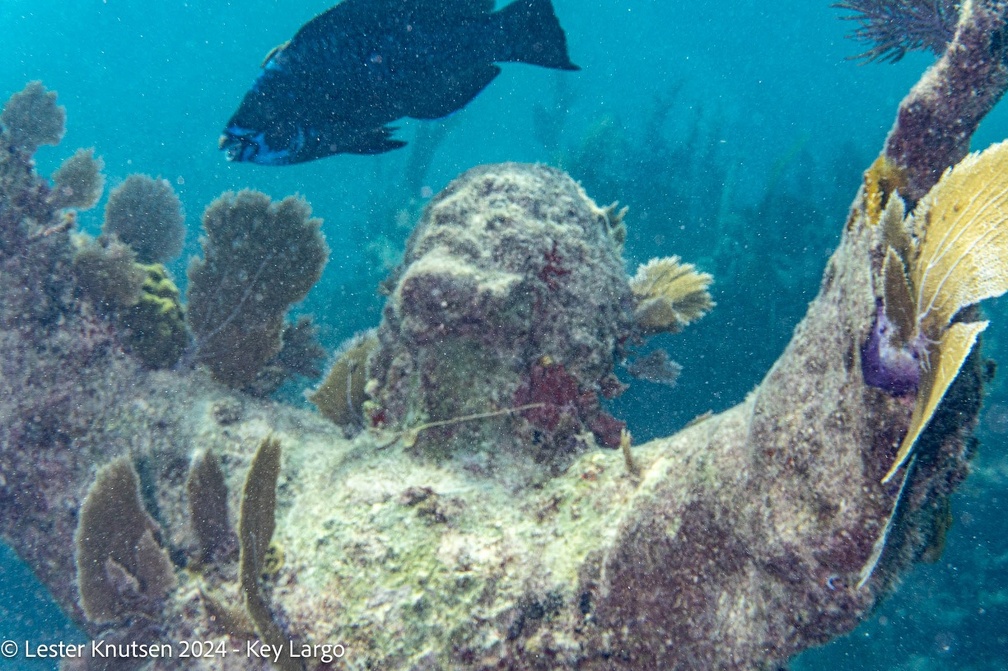 LesterKnutsen2024 KeyLargo DSC08849