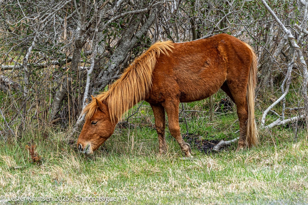 LesterKnutsen2025 DSC09628