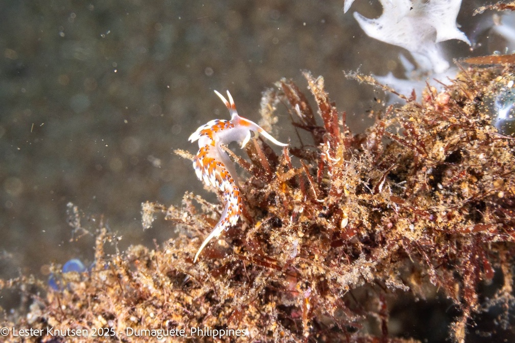LesterKnutsen2025 PhilippinesDSC09665