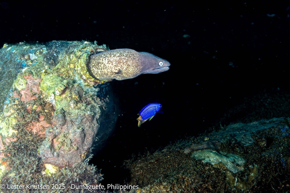 LesterKnutsen2025 PhilippinesDSC09653