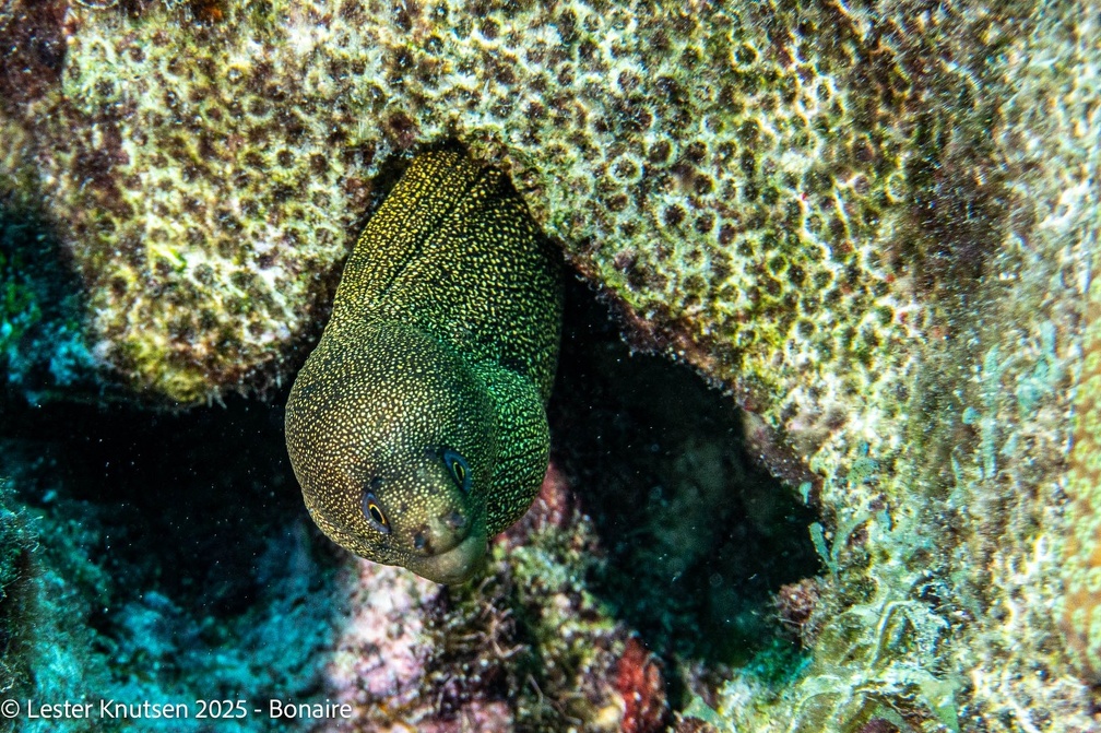 LesterKnutsen2025 Bonaire DSC01284