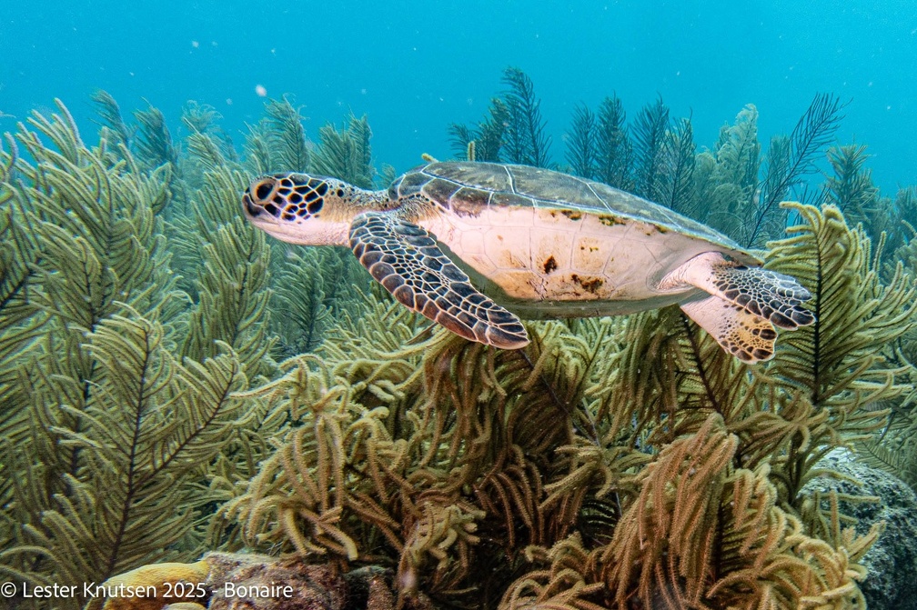 LesterKnutsen2025 Bonaire DSC01323