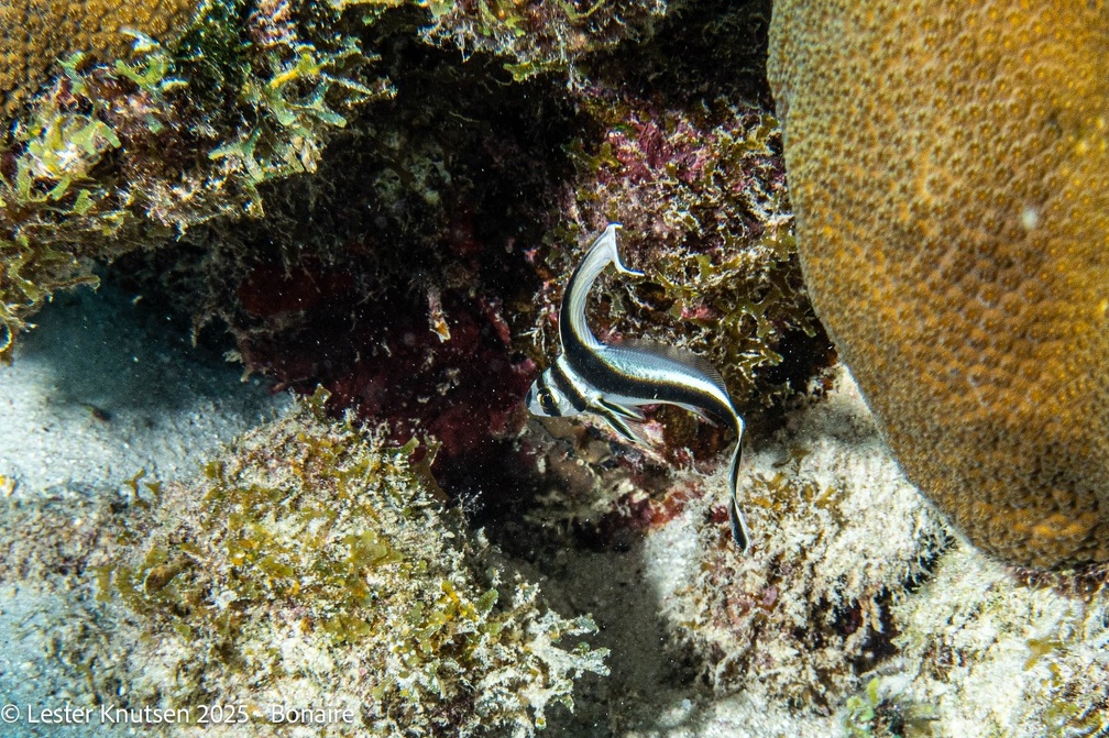 LesterKnutsen2025 Bonaire DSC01333