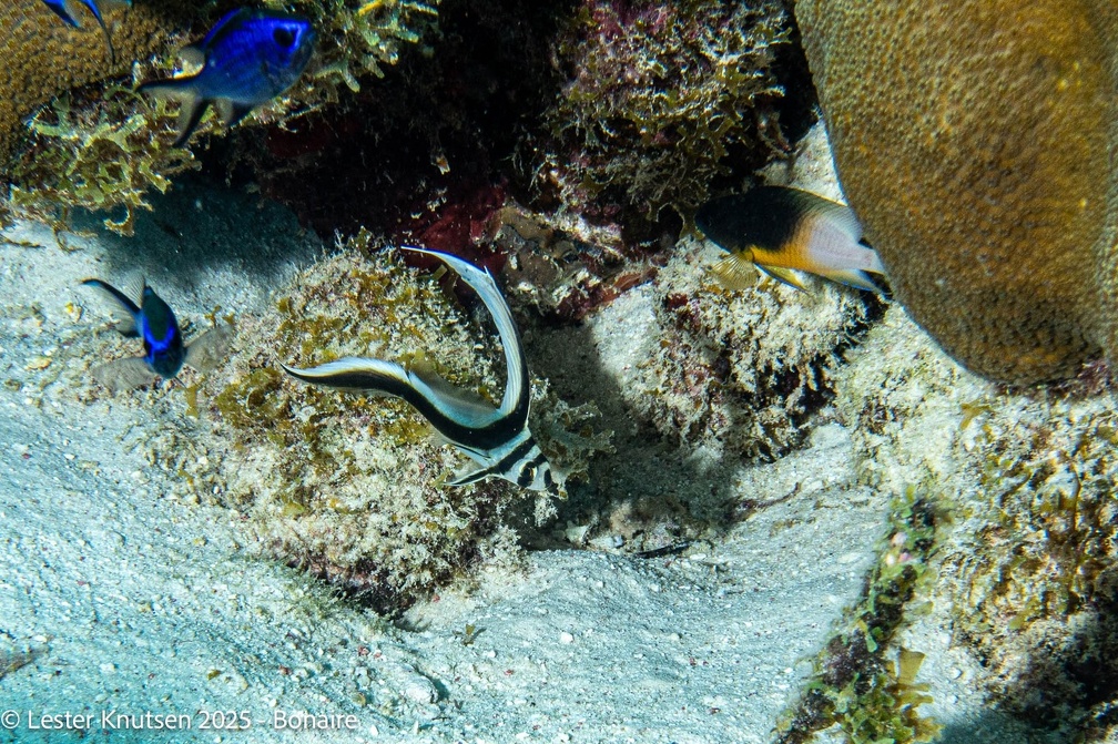 LesterKnutsen2025 Bonaire DSC01335
