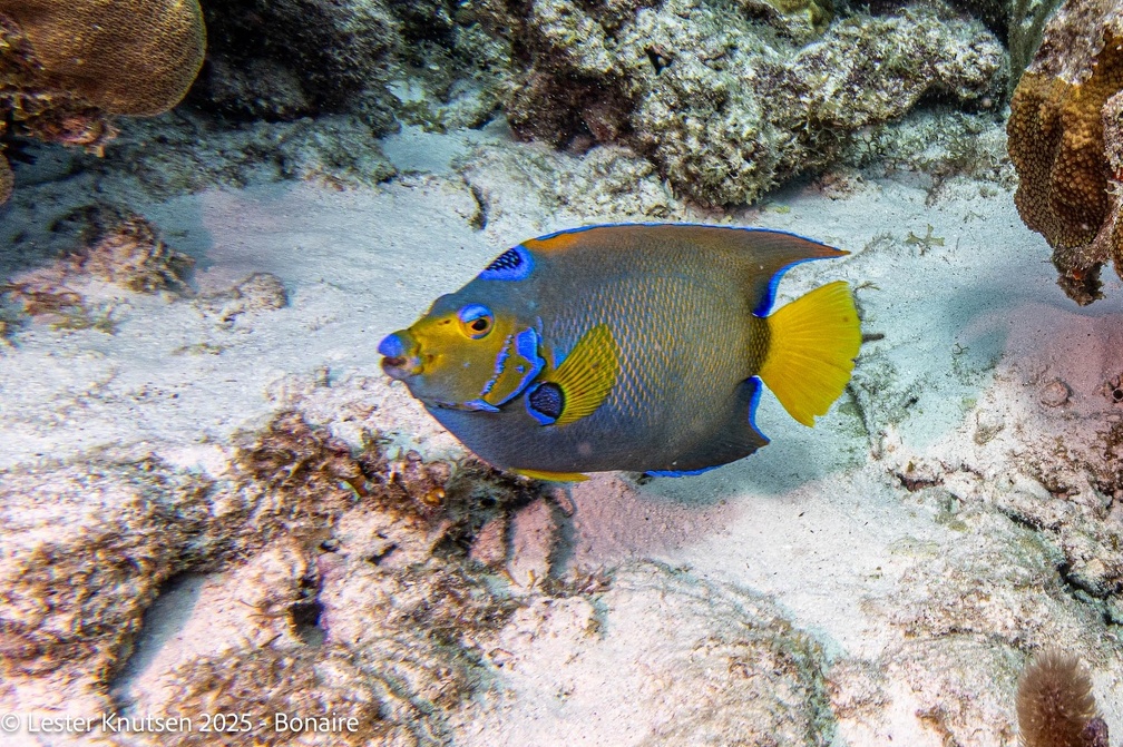 LesterKnutsen2025 Bonaire DSC01349