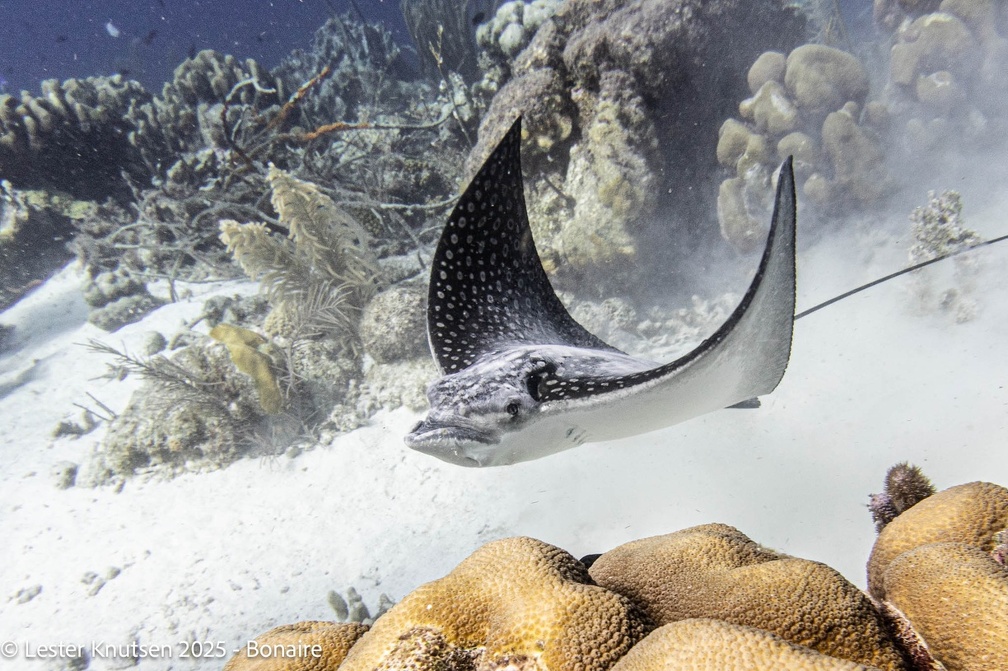 LesterKnutsen2025 Bonaire DSC01456