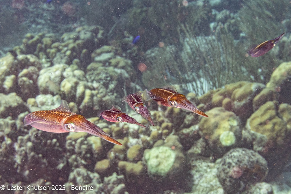 LesterKnutsen2025 Bonaire DSC01583