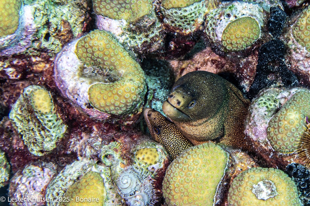LesterKnutsen2025 Bonaire DSC01853