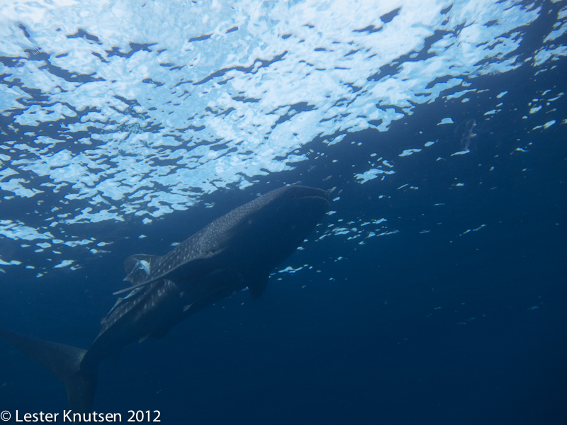 LesterKnutsen 2012 RajaAmpat IMG 3363