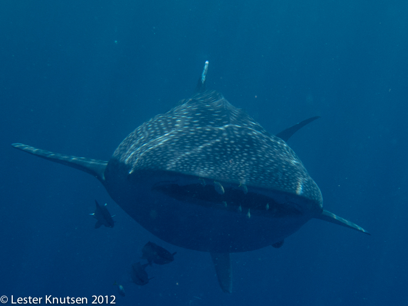 LesterKnutsen 2012 RajaAmpat IMG 3396