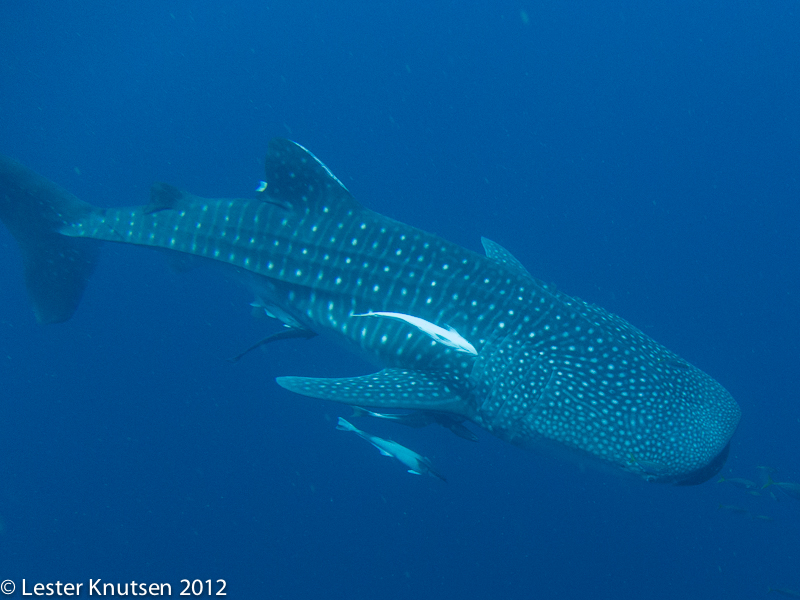 LesterKnutsen 2012 RajaAmpat IMG 3496