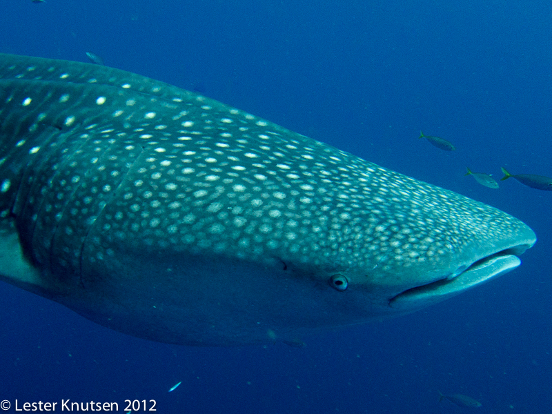 LesterKnutsen 2012 RajaAmpat IMG 3632