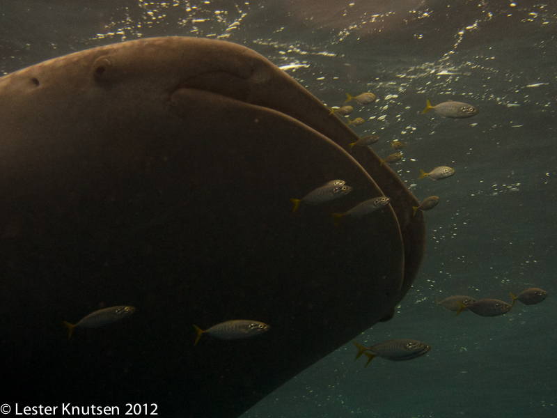 LesterKnutsen 2012 RajaAmpat IMG 3753