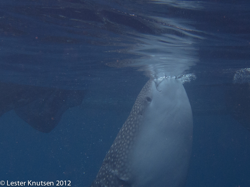 LesterKnutsen 2012 RajaAmpat IMG 3759