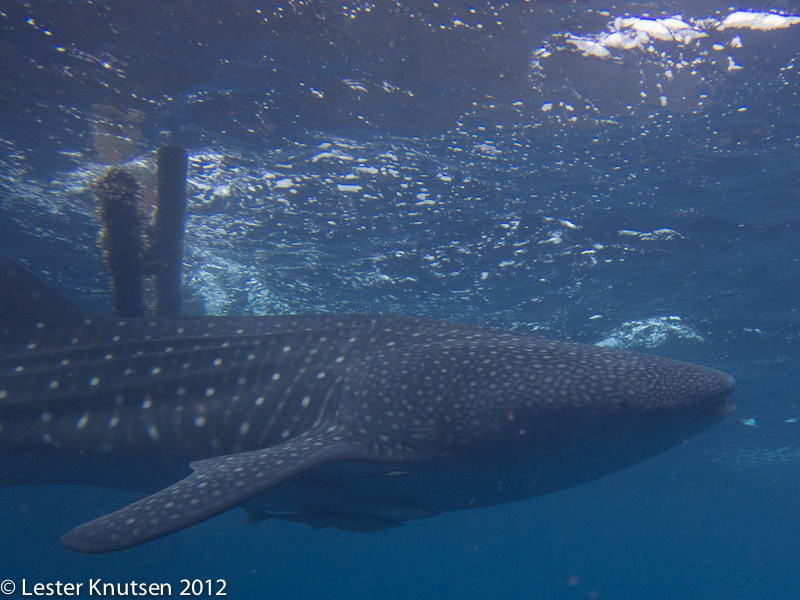 LesterKnutsen 2012 RajaAmpat IMG 3771