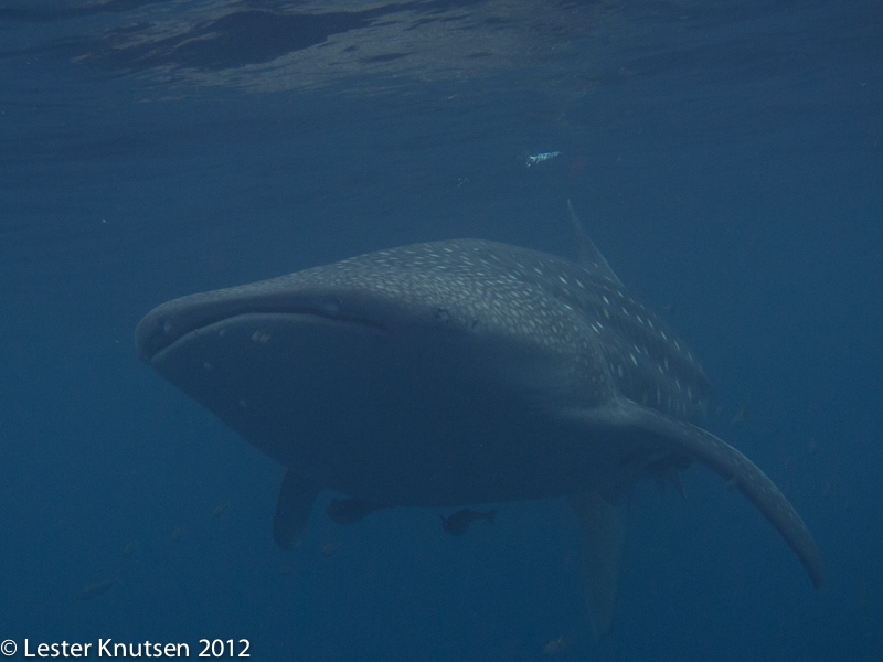 LesterKnutsen 2012 RajaAmpat IMG 3800