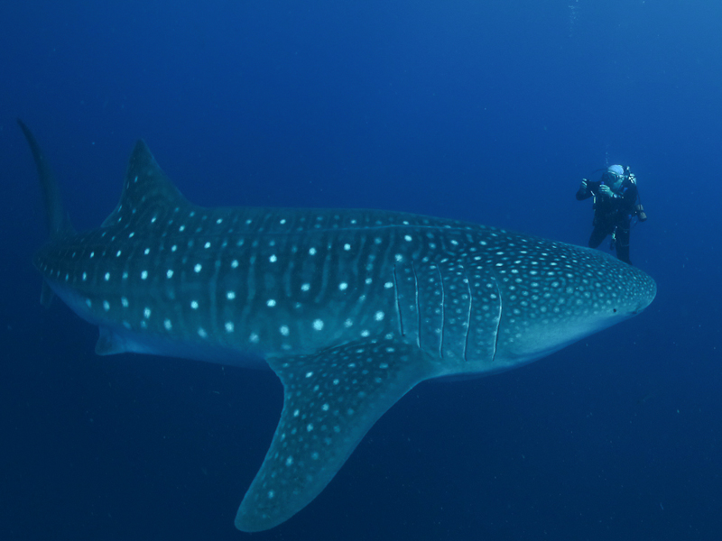 Lester Diving with WhaleSharks-2