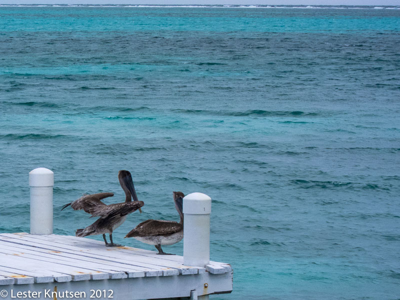 LesterKnutsen Belize 2013IMG 6373