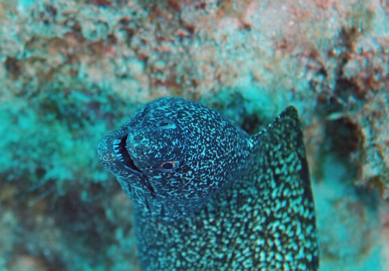 Dive_40_Jeff_Davis_Memorial_DSC_4112_edited_1.jpg