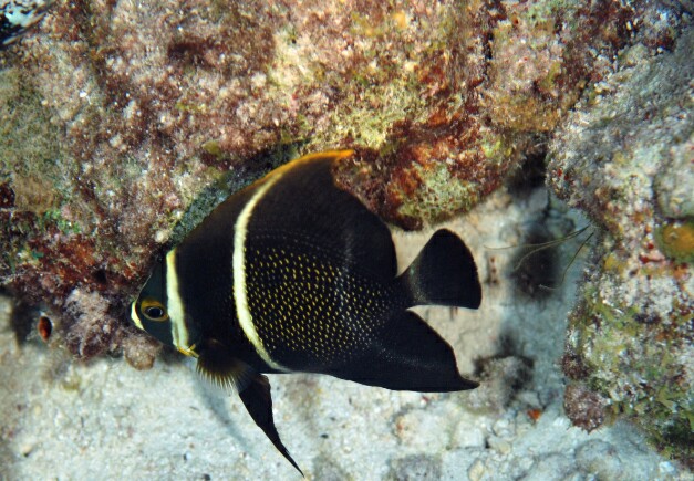 Dive 46 Buddy Reef Night dive DSC 4410 edited 1
