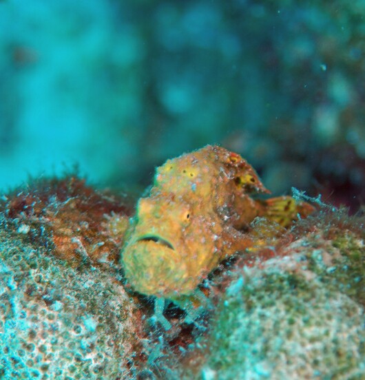 Dive_49_Petries_Pillar_DSC_4590_edited_1.jpg