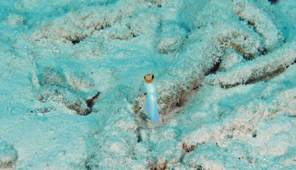 Dive_50_Buddy_Reef_DSC_4650_edited_1.jpg