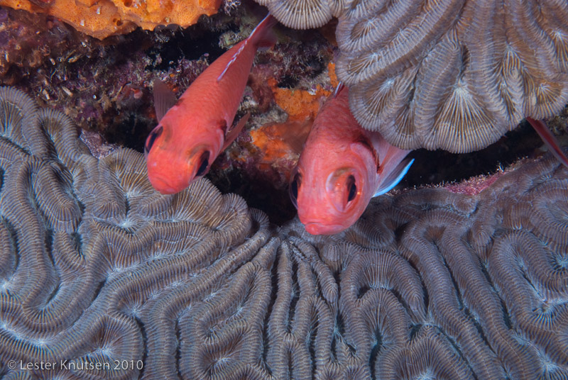 LesterKnutsen Bonaire201005 DSC 1425