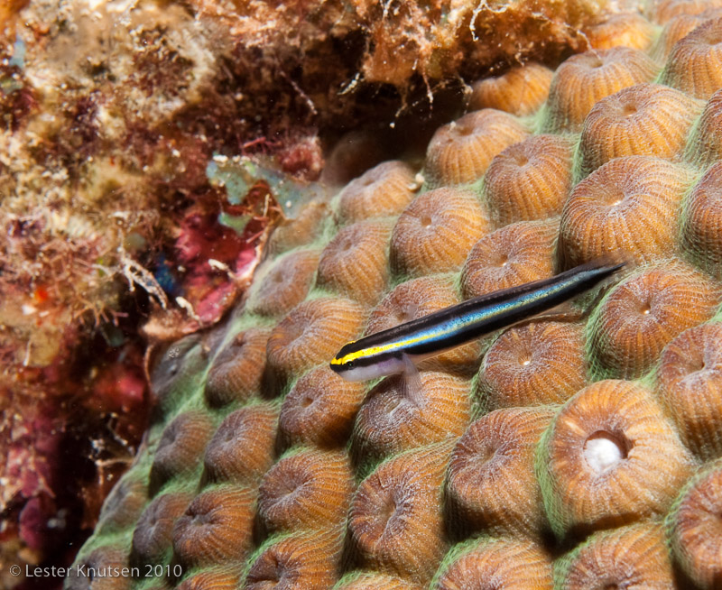 LesterKnutsen Bonaire201005 DSC 1437