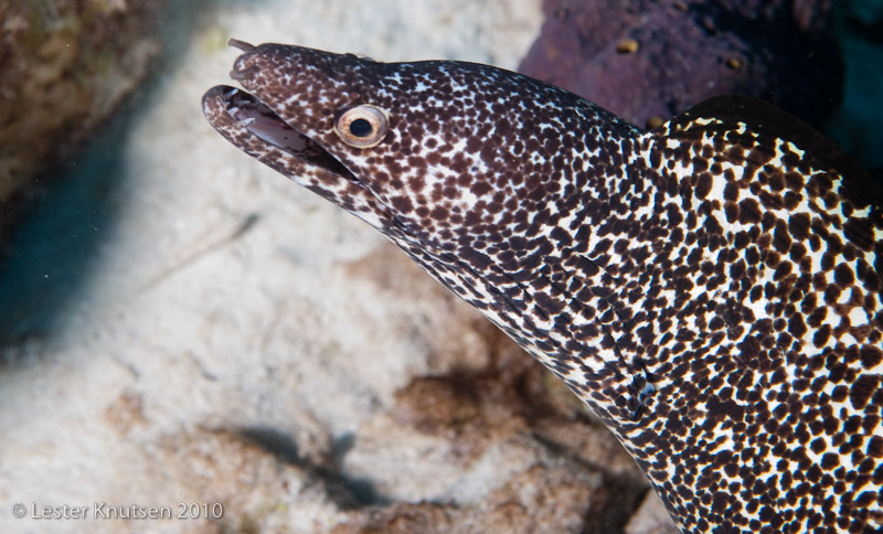 LesterKnutsen Bonaire201005 DSC 1674