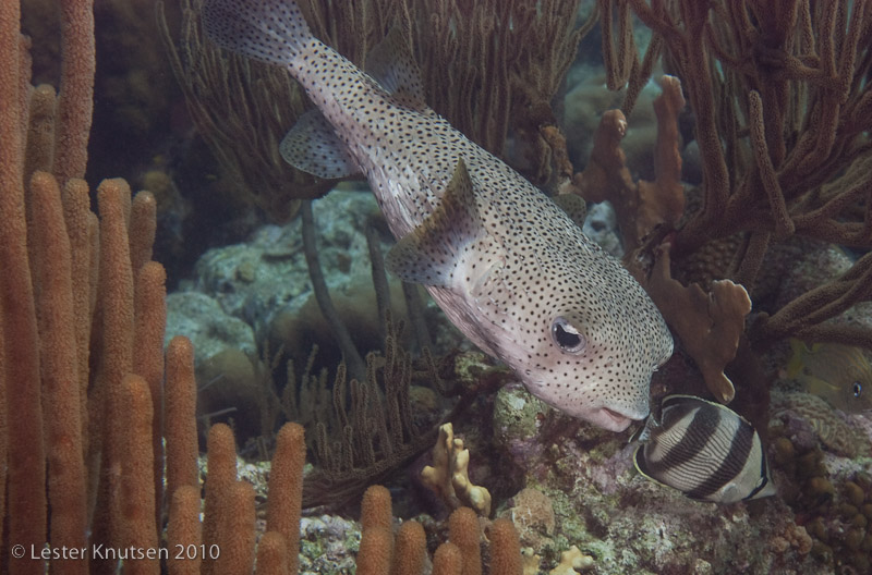 LesterKnutsen Bonaire201005 DSC 1736