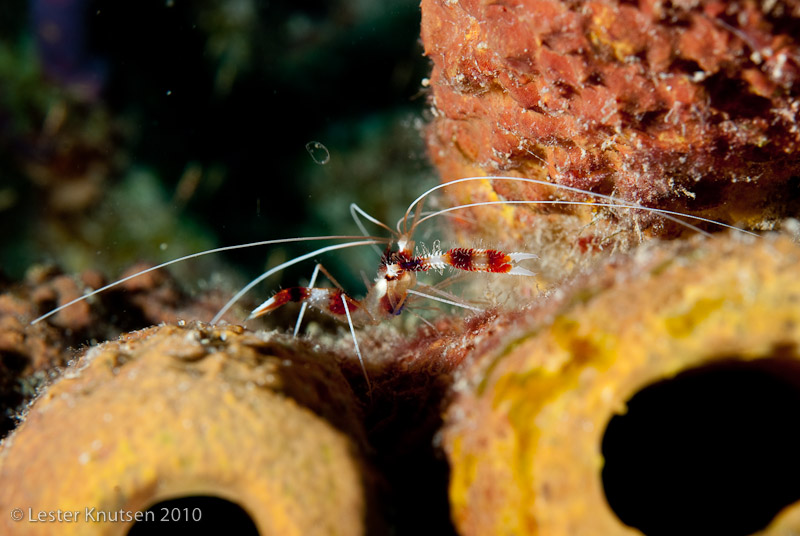 LesterKnutsen Bonaire201005 DSC 2844