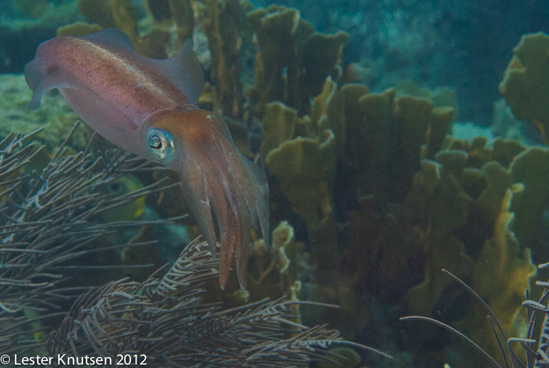 LesterKnutsen Bonaire 201210 DSC8239