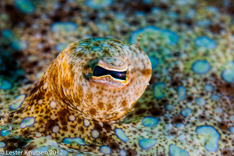 LesterKnutsen Bonaire 201210 DSC8365