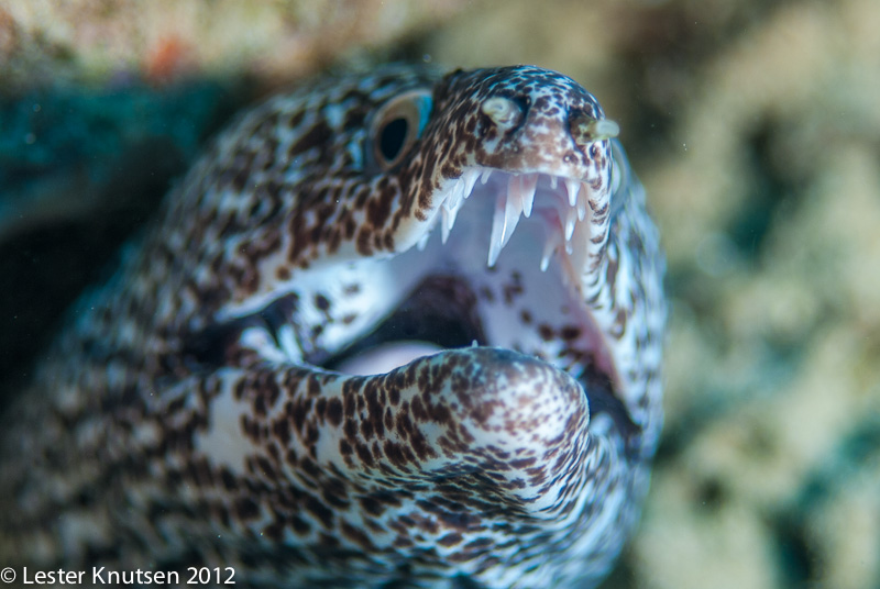 LesterKnutsen Bonaire 201210 DSC8409