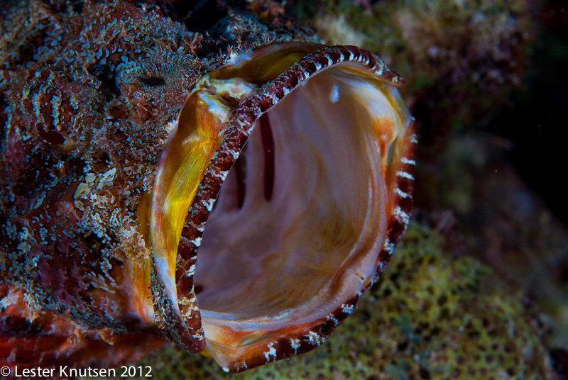 LesterKnutsen Bonaire 201210 DSC8551