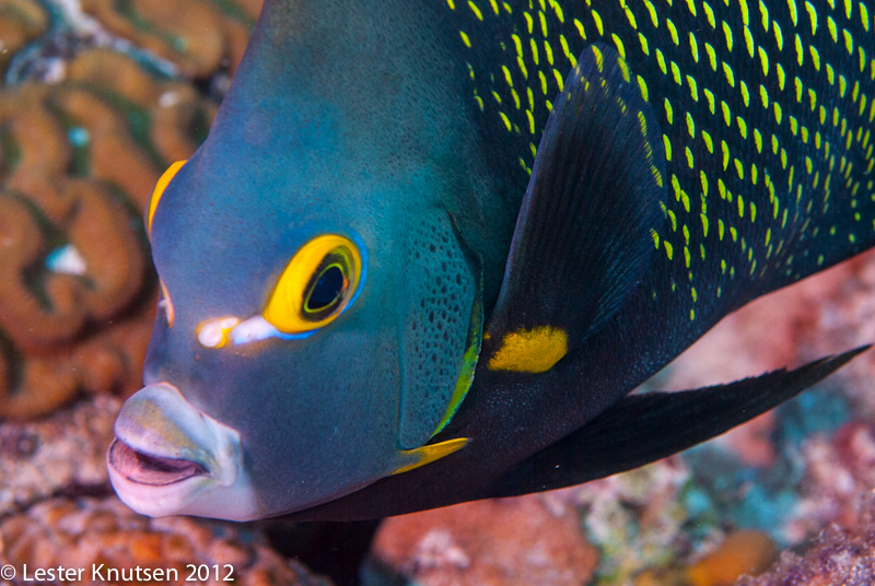 LesterKnutsen Bonaire 201210 DSC8692