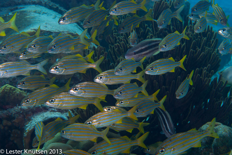 LesterKnutsen Bonaire 201302 DSC1511