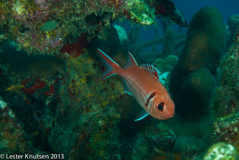 LesterKnutsen Bonaire 201302 DSC1599