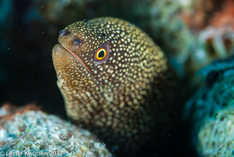 LesterKnutsen Bonaire 201302 DSC1776