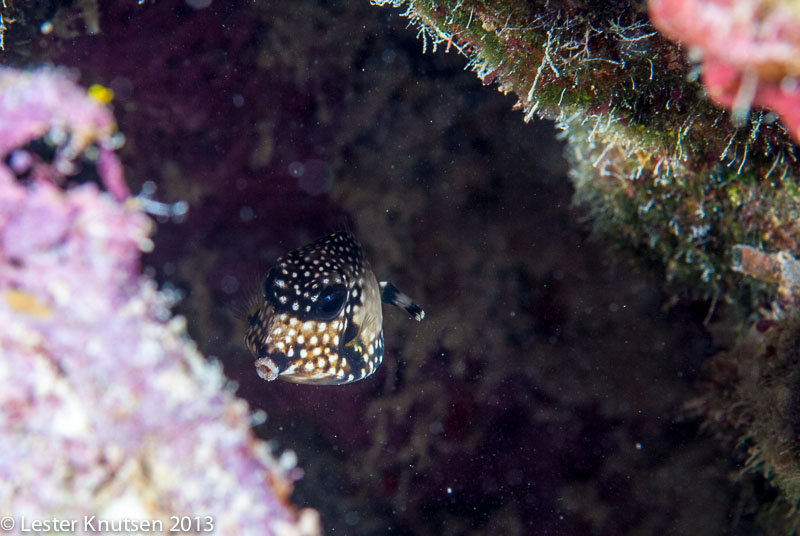 LesterKnutsen Bonaire 201302 DSC1815