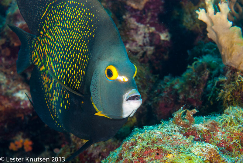 LesterKnutsen Bonaire 201302 DSC1787