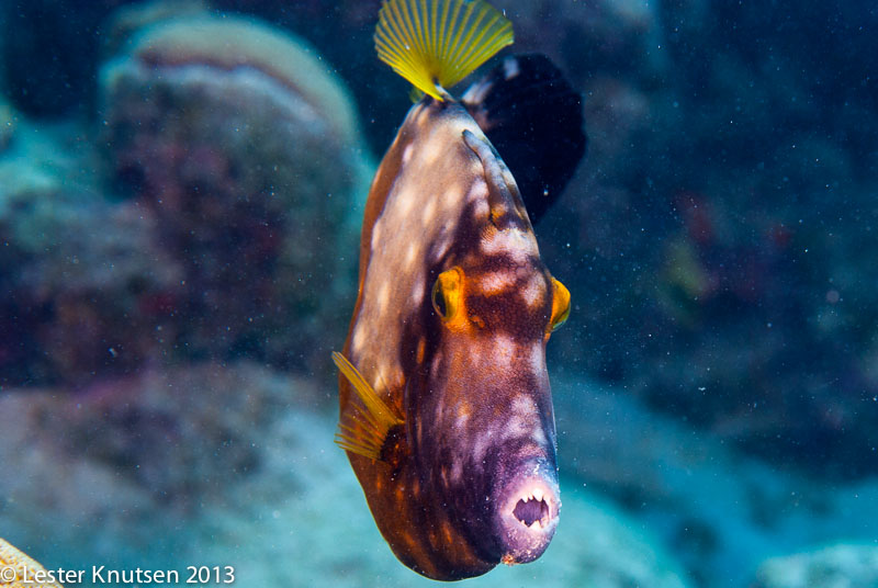LesterKnutsen Bonaire 201302 DSC1850