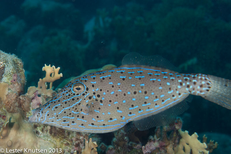 LesterKnutsen Bonaire 201302 DSC1819