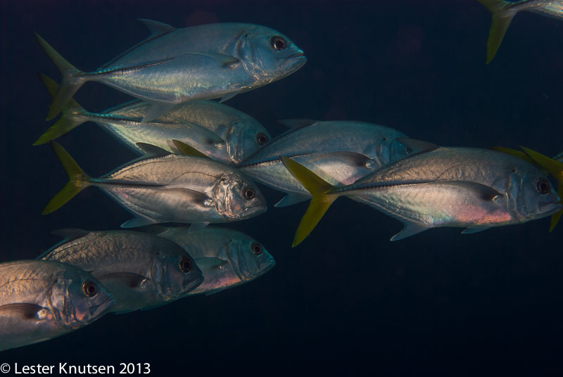LesterKnutsen Bonaire 201302 DSC1908