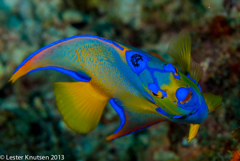LesterKnutsen Bonaire 201302 DSC1896